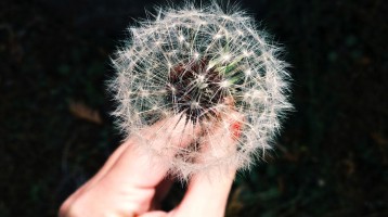 delicate